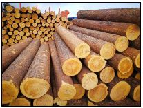 ����ľ������ľ�����ă�(y��u)������